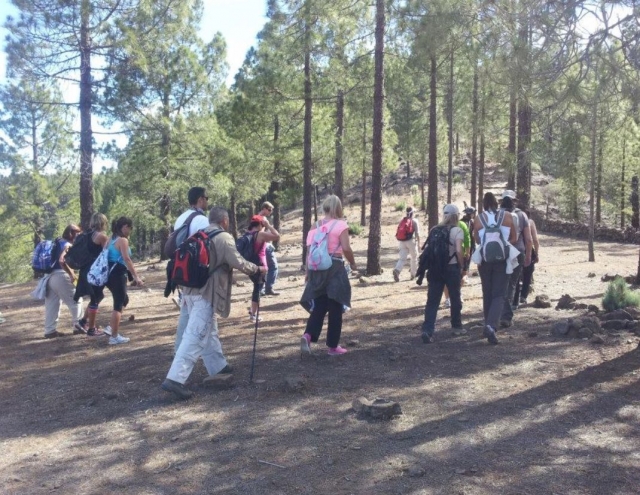  在松树林中行走 